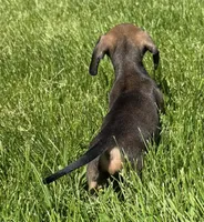 Cleo, a female Miniature Dachshund for sale in Gladwin, MI – 2 of 2