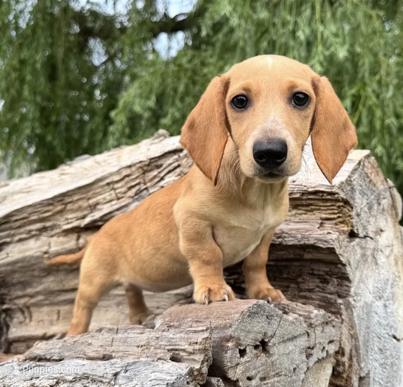Luna – Miniature Dachshund puppy for sale in Gladwin, MI