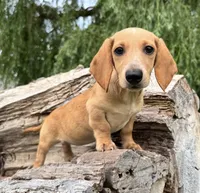 Luna, a female Miniature Dachshund for sale in Gladwin, MI – 1 of 2