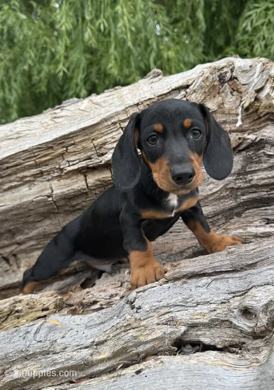 Quincy – Miniature Dachshund puppy for sale in Gladwin, MI