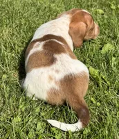 Frazier, a male Miniature Dachshund for sale in Gladwin, MI – 2 of 2
