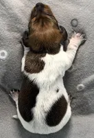 Cypress, a female Miniature Dachshund for sale in Gladwin, MI – Photo 4 of 4