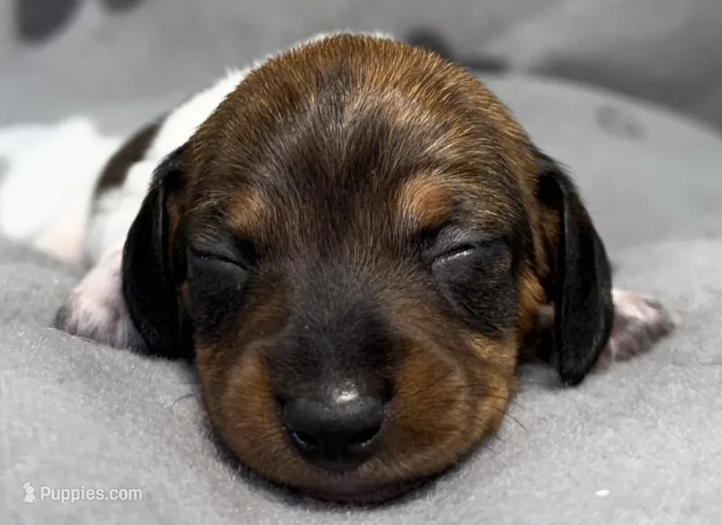 Cypress – Miniature Dachshund puppy for sale in Gladwin, MI
