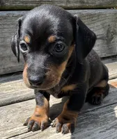 Olive, a female Miniature Dachshund for sale in Gladwin, MI – 3 of 4