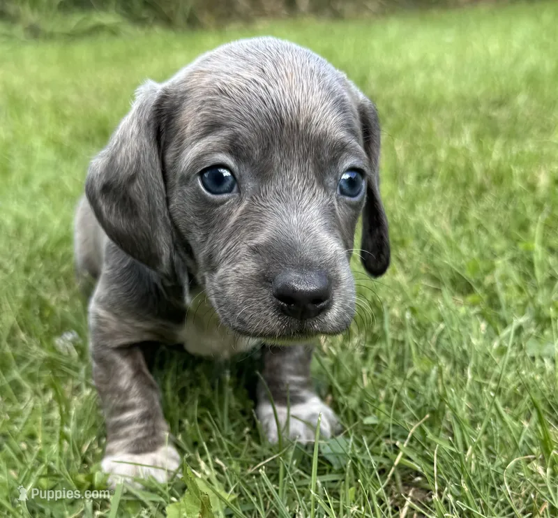 Slater – Miniature Dachshund puppy for sale in Gladwin, MI