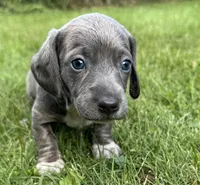 Slater, a male Miniature Dachshund for sale in Gladwin, MI – 1 of 2