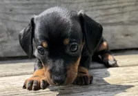 Olive, a female Miniature Dachshund for sale in Gladwin, MI – 4 of 4