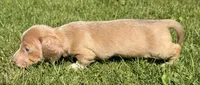 Stewart, a male Miniature Dachshund for sale in Gladwin, MI – 2 of 2