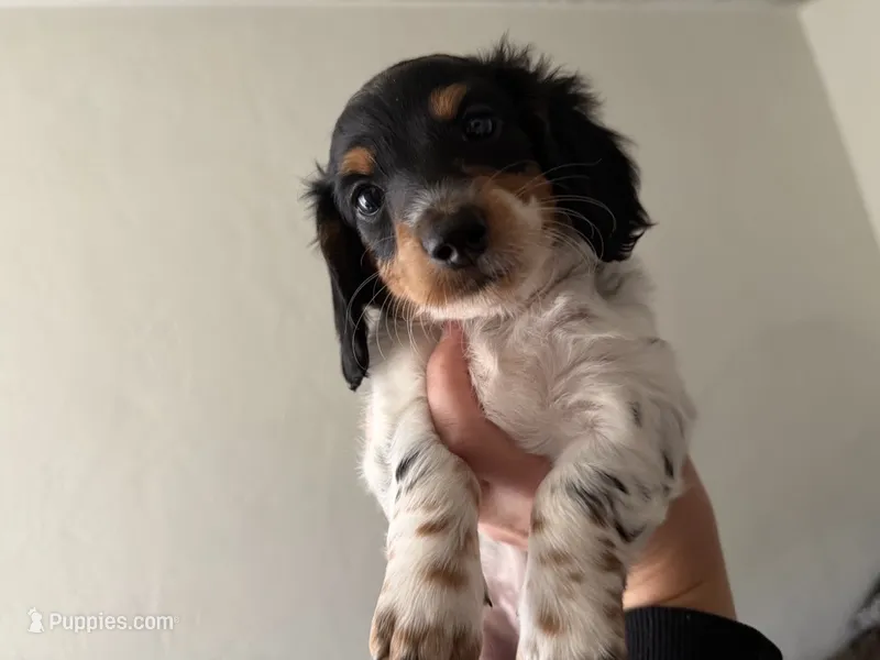 Puppy 3 – Miniature Dachshund puppy for sale in San Francisco, CA