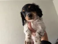 June, a male Miniature Dachshund for sale in San Francisco, CA – 2 of 5