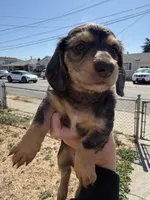 Maple, a female Miniature Dachshund for sale in San Francisco, CA – 2 of 3
