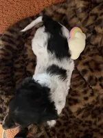 Puppy 3, a male Miniature Dachshund for sale in San Francisco, CA – 2 of 2