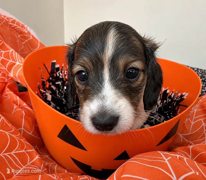 Latte – Miniature Dachshund puppy for sale in San Francisco, CA
