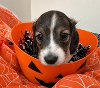 Latte, a male Miniature Dachshund for sale in San Francisco, CA – 1 of 2
