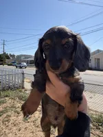 Rosco, a male Miniature Dachshund for sale in San Francisco, CA – 2 of 3