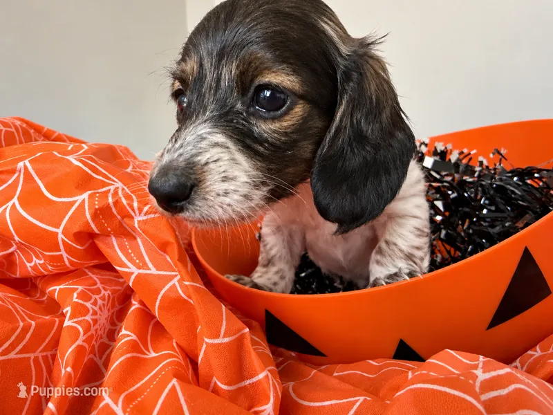 Mocha – Miniature Dachshund puppy for sale in San Francisco, CA