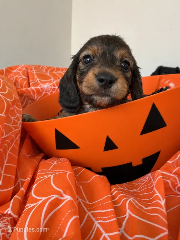 Bean – Miniature Dachshund puppy for sale in San Francisco, CA