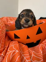 Bean, a male Miniature Dachshund for sale in San Francisco, CA – 1 of 2