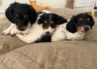 Boone, a male Miniature Dachshund for sale in San Francisco, CA – 3 of 5