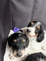 Boone, a male Miniature Dachshund for sale in San Francisco, CA – 2 of 4