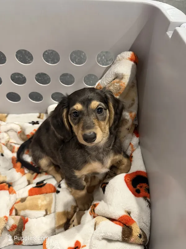 Maple – Miniature Dachshund puppy for sale in San Francisco, CA