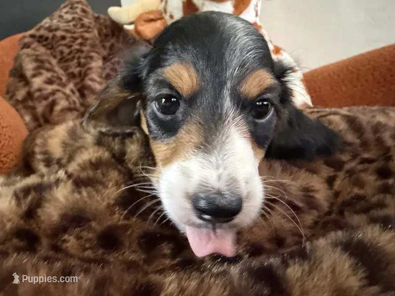 Puppy 2 – Miniature Dachshund puppy for sale in San Francisco, CA