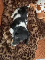 Puppy 1, a male Miniature Dachshund for sale in San Francisco, CA – 2 of 2