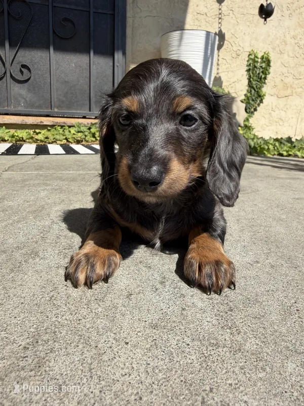 Rosco – Miniature Dachshund puppy for sale in San Francisco, CA
