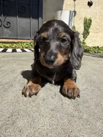 Rosco, a male Miniature Dachshund for sale in San Francisco, CA – 1 of 3