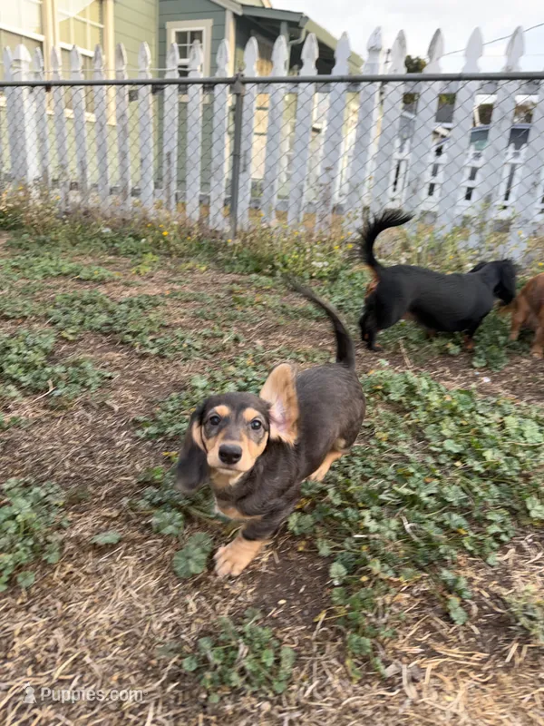 Maple – Miniature Dachshund puppy for sale in San Francisco, CA