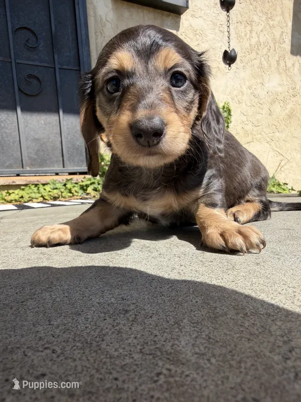 Maple – Miniature Dachshund puppy for sale in San Francisco, CA