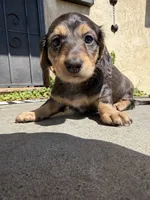 Maple, a female Miniature Dachshund for sale in San Francisco, CA – 1 of 3