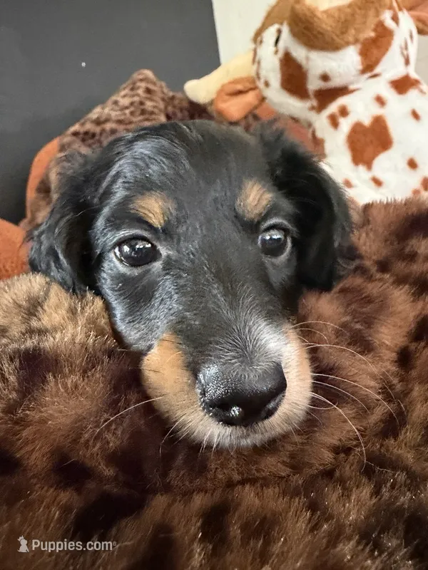 Puppy 1 – Miniature Dachshund puppy for sale in San Francisco, CA