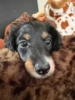 Puppy 1, a male Miniature Dachshund for sale in San Francisco, CA – 1 of 2