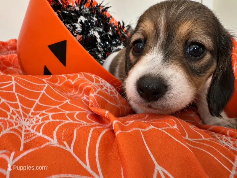 Chai – Miniature Dachshund puppy for sale in San Francisco, CA