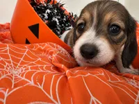 Chai, a female Miniature Dachshund for sale in San Francisco, CA – 1 of 2