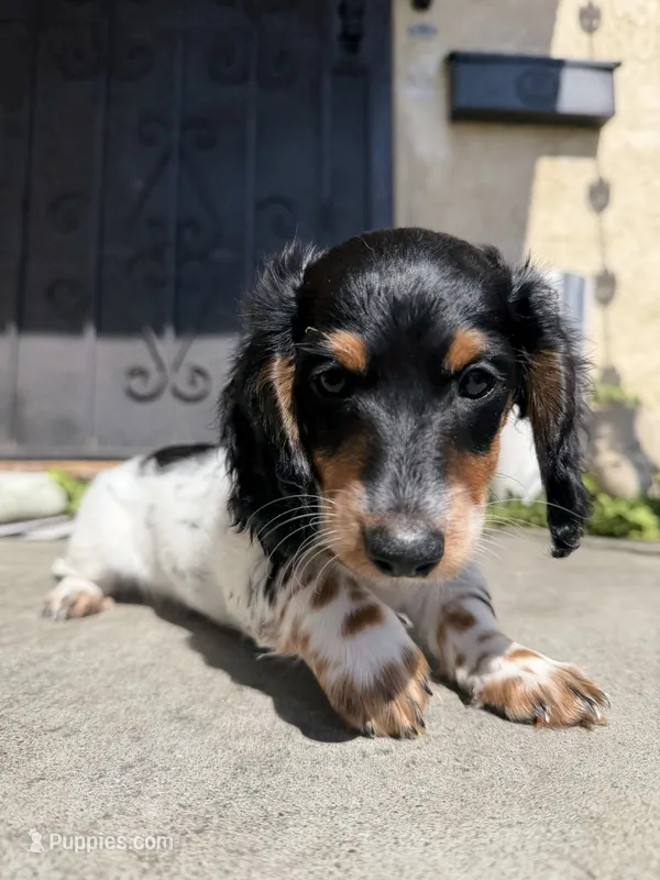 June – Miniature Dachshund puppy for sale in San Francisco, CA