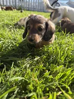 Apollo, a male Miniature Dachshund for sale in San Francisco, CA – Photo 4 of 4