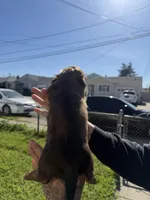 Apollo, a male Miniature Dachshund for sale in San Francisco, CA – Photo 2 of 4