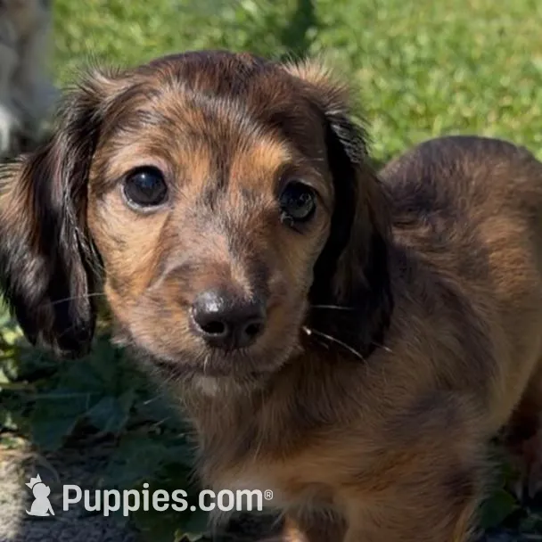 Apollo – Miniature Dachshund puppy for sale in San Francisco, CA