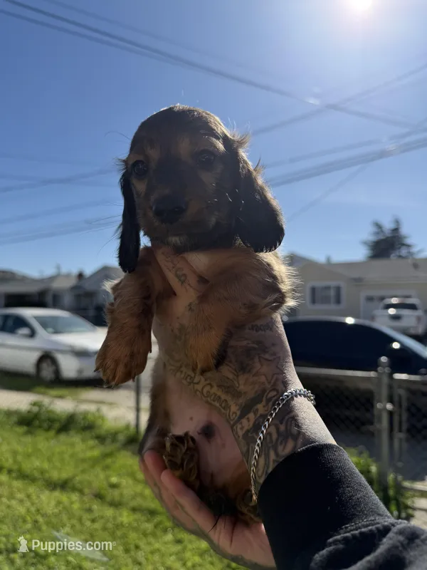 Apollo – Miniature Dachshund puppy for sale in San Francisco, CA