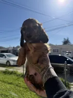 Apollo, a male Miniature Dachshund for sale in San Francisco, CA – Photo 1 of 4