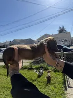 Apollo, a male Miniature Dachshund for sale in San Francisco, CA – Photo 3 of 4