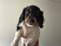 Boone, a male Miniature Dachshund for sale in San Francisco, CA – 2 of 5