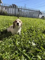 Sunnie, a female Miniature Dachshund for sale in San Francisco, CA – Photo 4 of 4