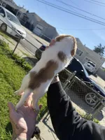 Sunnie, a female Miniature Dachshund for sale in San Francisco, CA – Photo 3 of 4