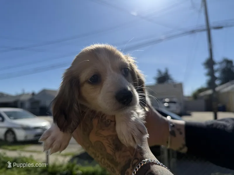 Sunnie – Miniature Dachshund puppy for sale in San Francisco, CA
