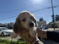 Sunnie, a female Miniature Dachshund for sale in San Francisco, CA – Photo 1 of 4