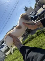 Sunnie, a female Miniature Dachshund for sale in San Francisco, CA – Photo 2 of 4