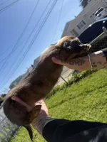 Mika, a female Miniature Dachshund for sale in San Francisco, CA – Photo 3 of 7